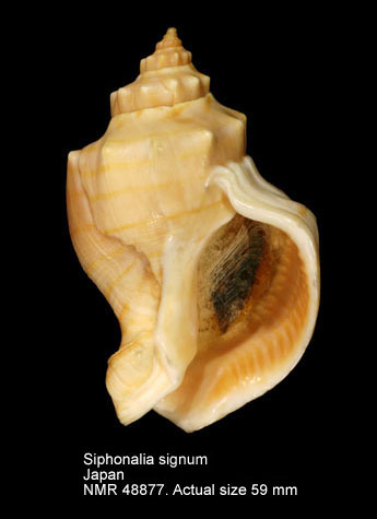 Siphonalia signa (2).jpg - Siphonalia signum(Reeve,1846)